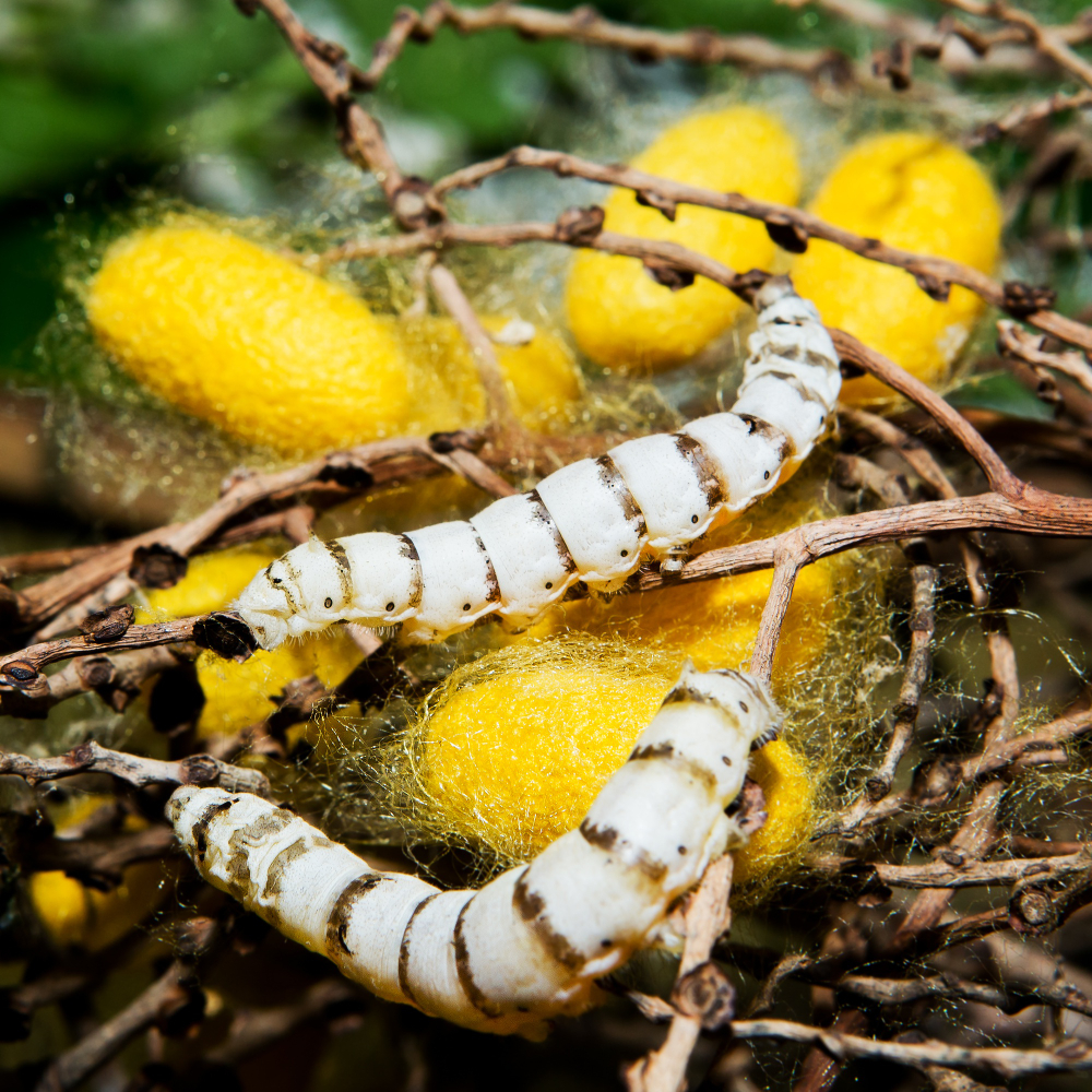 silk producing